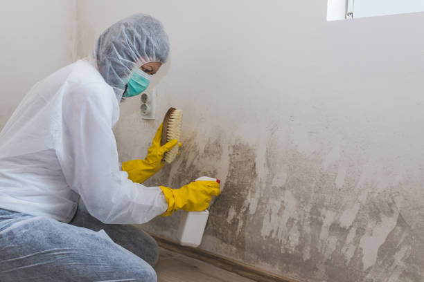 Best Commercial Mold Removal  in Logan, IA