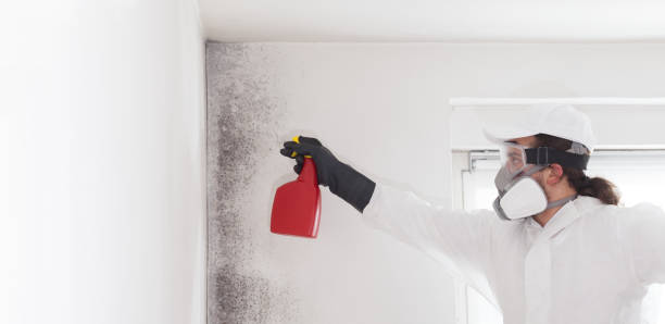 Best Toxic Mold Removal  in Logan, IA