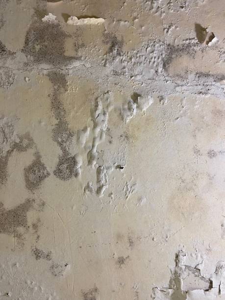 Best Mold Remediation  in Logan, IA