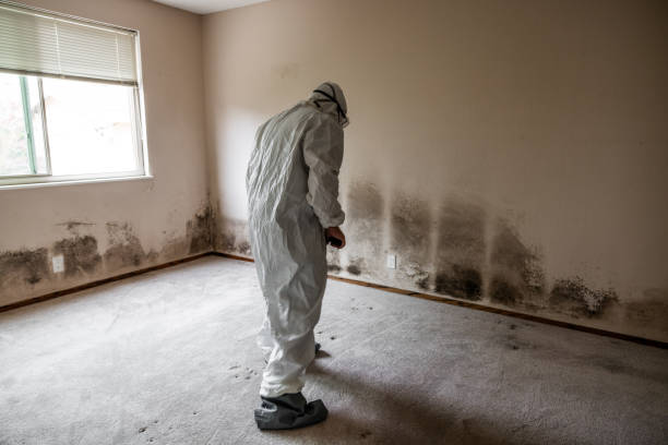 Best Attic Mold Removal  in Logan, IA