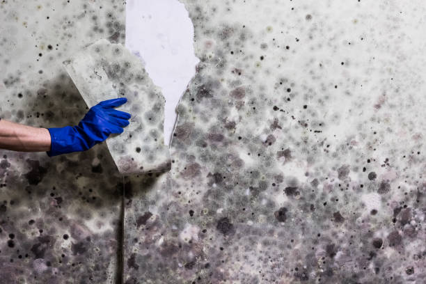 Best Fast Mold Removal  in Logan, IA