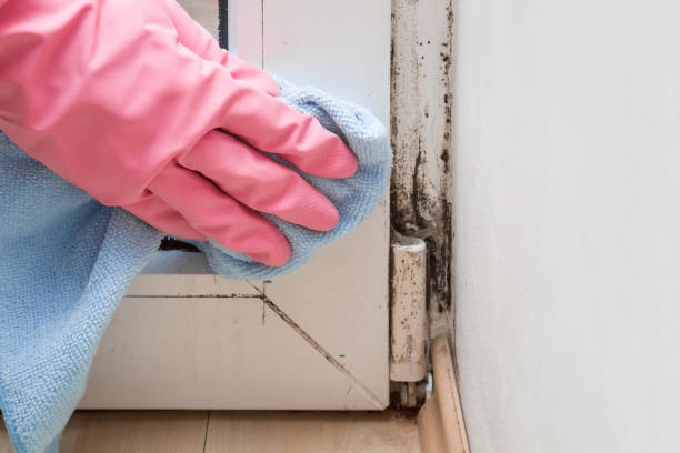 Best Toxic Mold Removal  in Logan, IA