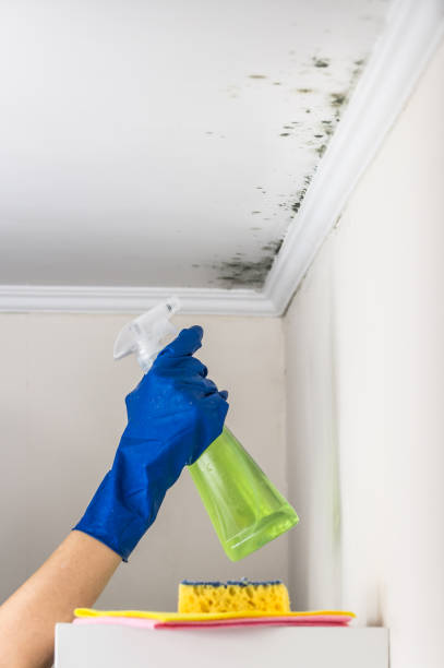 Best Local Mold Removal Service  in Logan, IA